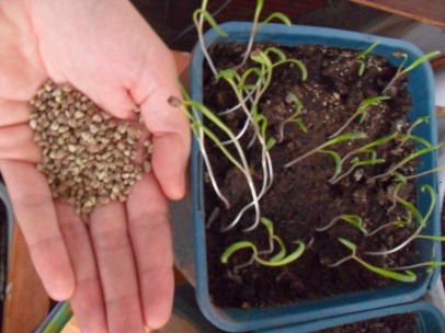 Spinach seeds & seedlings